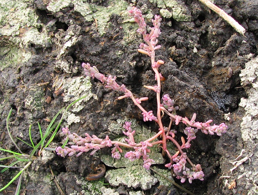 Image of genus Suaeda specimen.