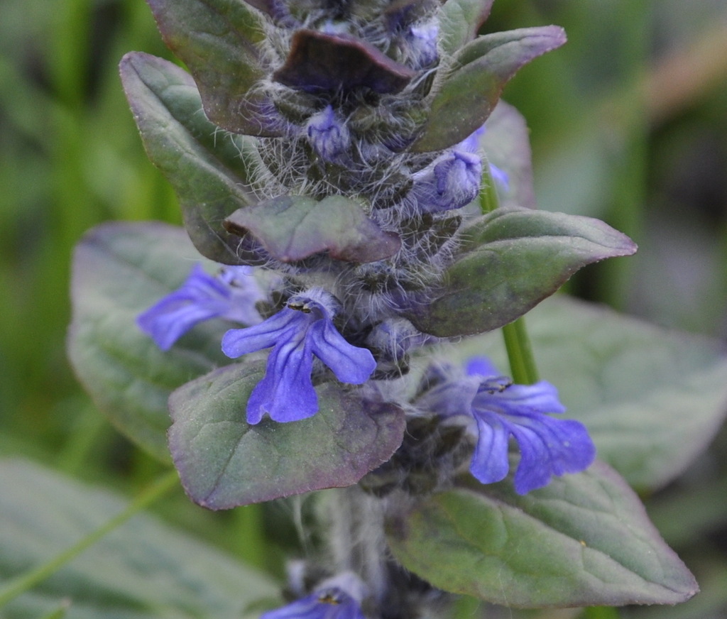 Image of Ajuga reptans specimen.