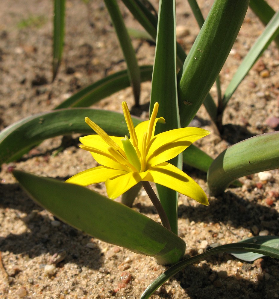 Image of Tulipa dasystemon specimen.