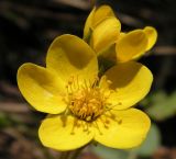 Waldsteinia ternata подвид maximowicziana. Цветок. Хабаровский край, Ванинский р-н, окр. пос. Высокогорный. 20.05.2013.