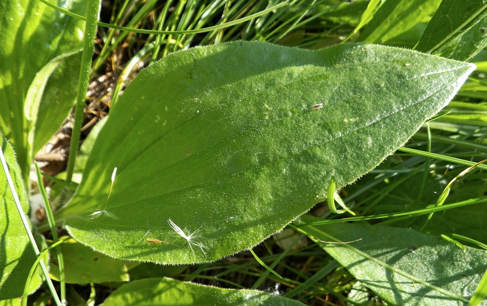 Image of Plantago media specimen.