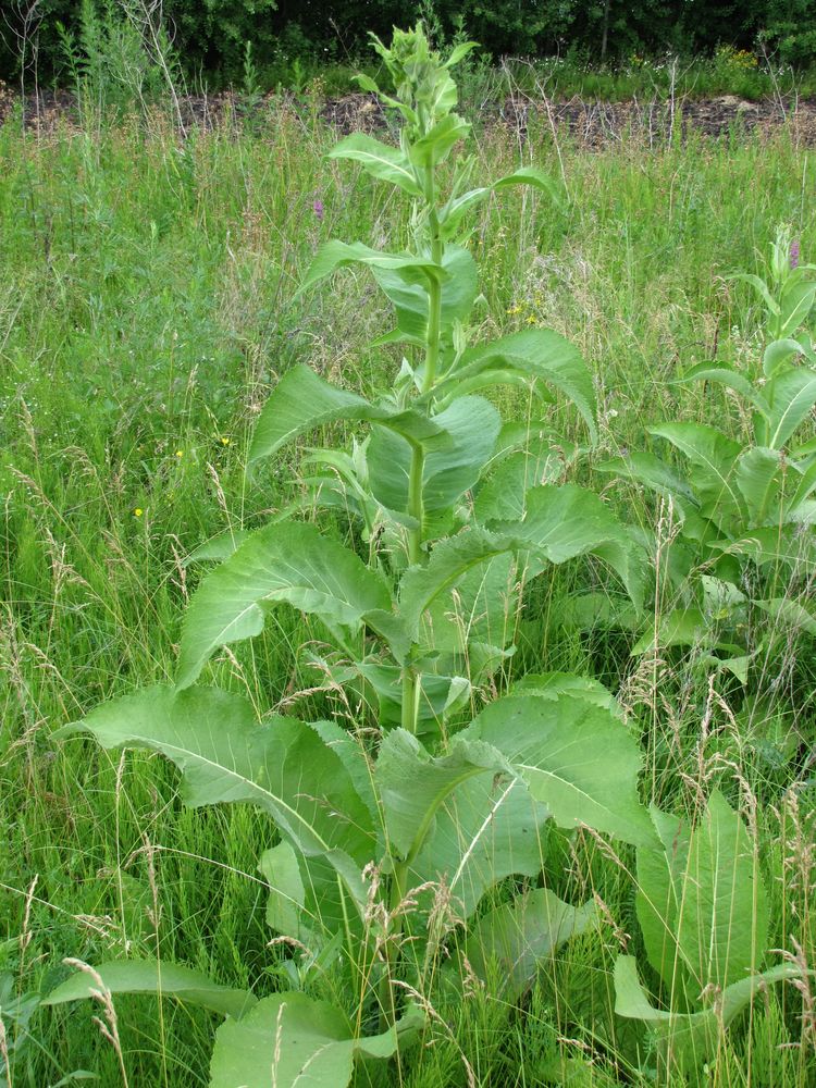 Изображение особи Inula helenium.