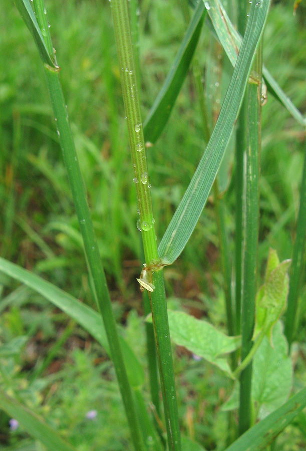 Image of Lolium multiflorum specimen.