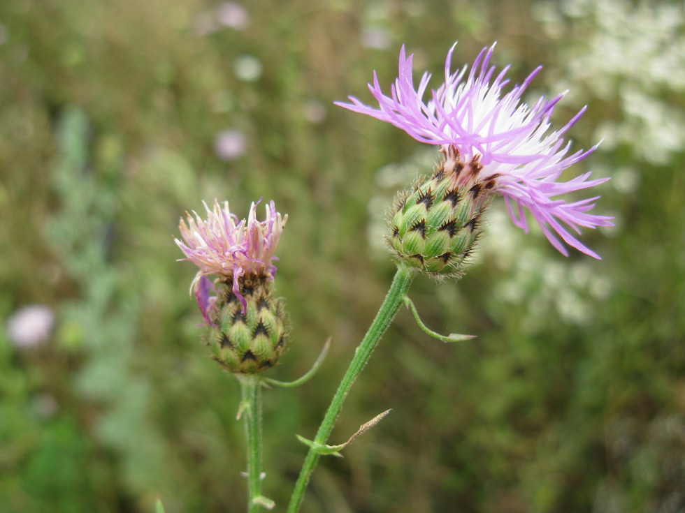 Изображение особи Centaurea stoebe.