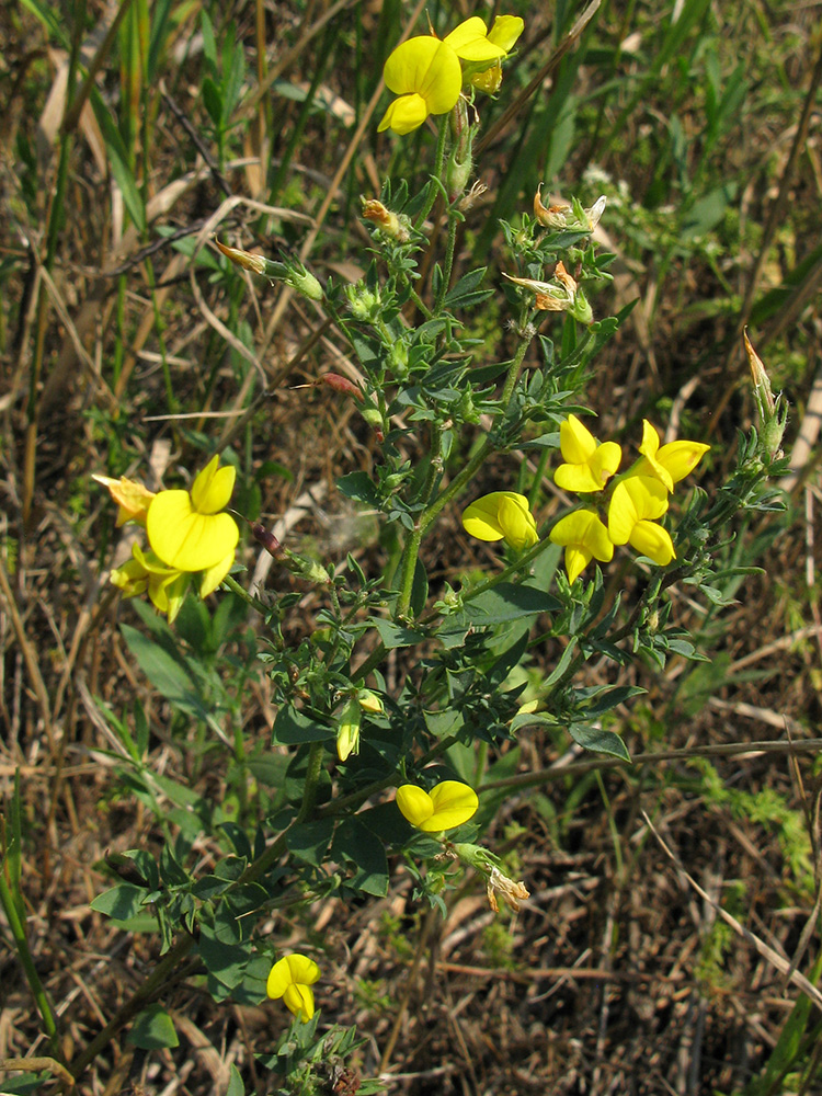 Image of genus Lotus specimen.