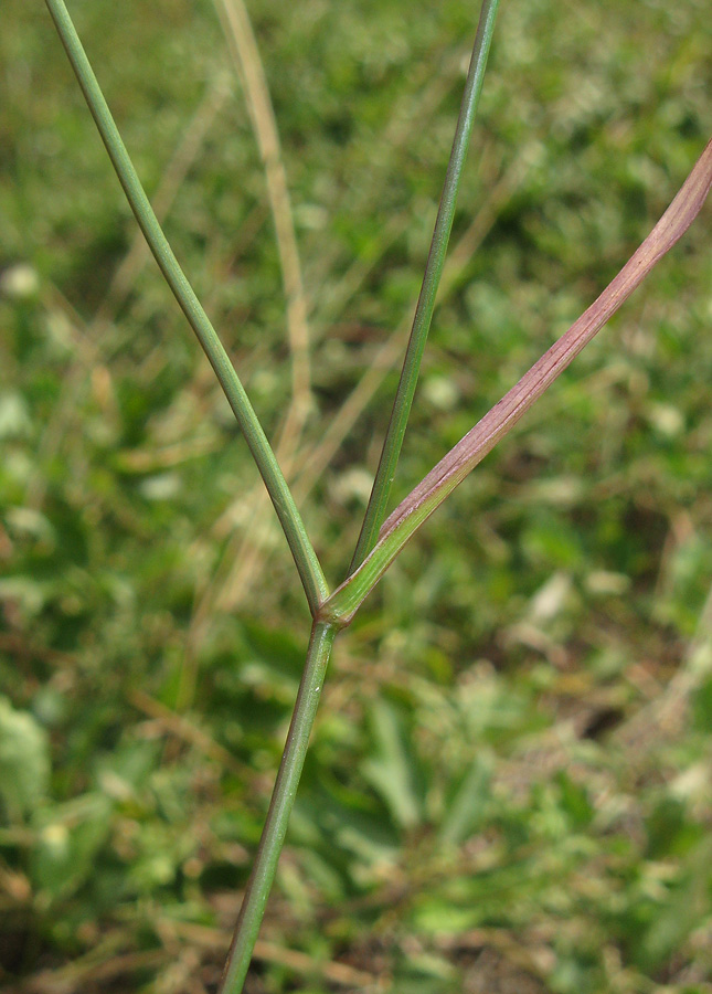 Image of Bupleurum brachiatum specimen.