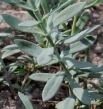 Linaria purpurea