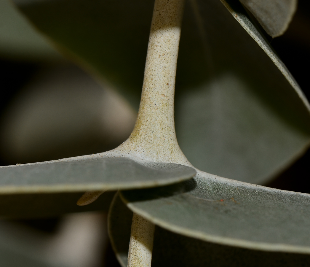 Image of Eucalyptus cinerea specimen.