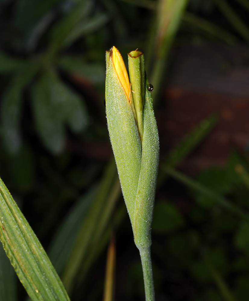 Image of Tigridia pavonia specimen.