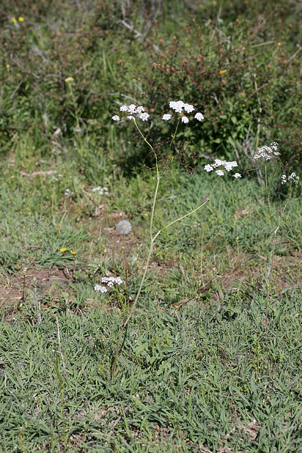 Image of Oedibasis chaerophylloides specimen.