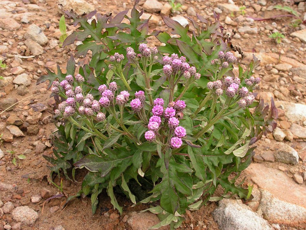 Image of Saussurea pulchella specimen.