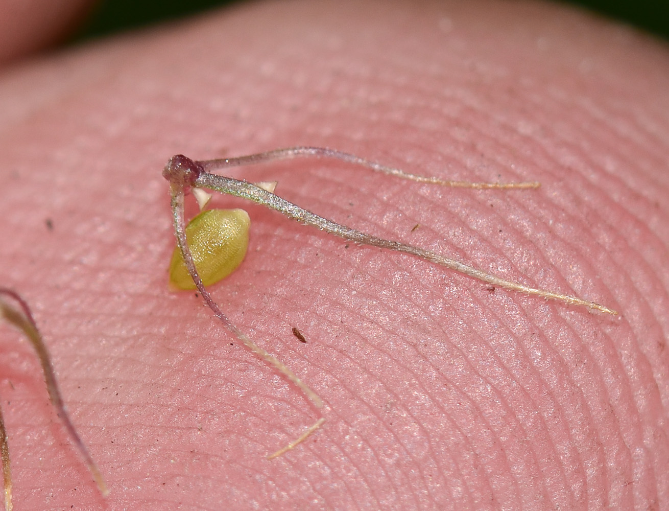 Image of Setaria adhaerens specimen.