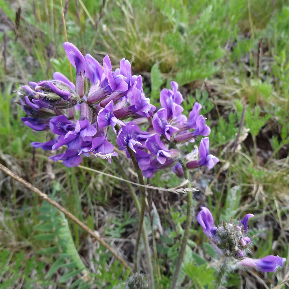 Изображение особи род Oxytropis.