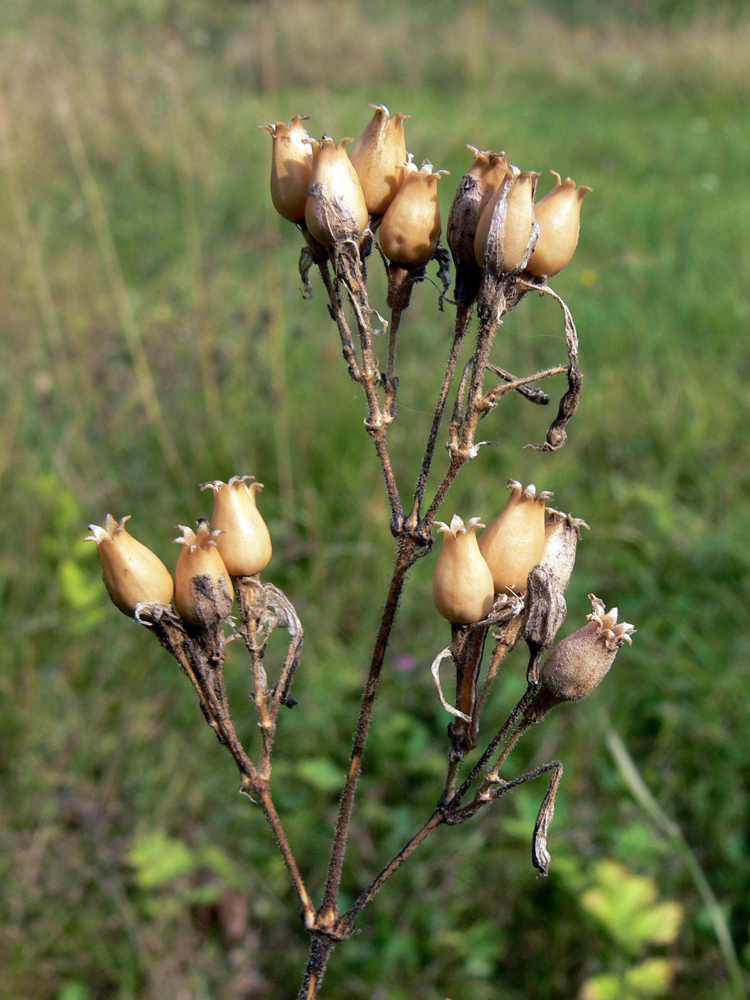 Image of Silene nutans specimen.