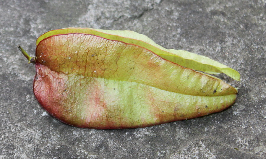 Image of Koelreuteria paniculata specimen.