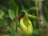 Cypripedium calceolus