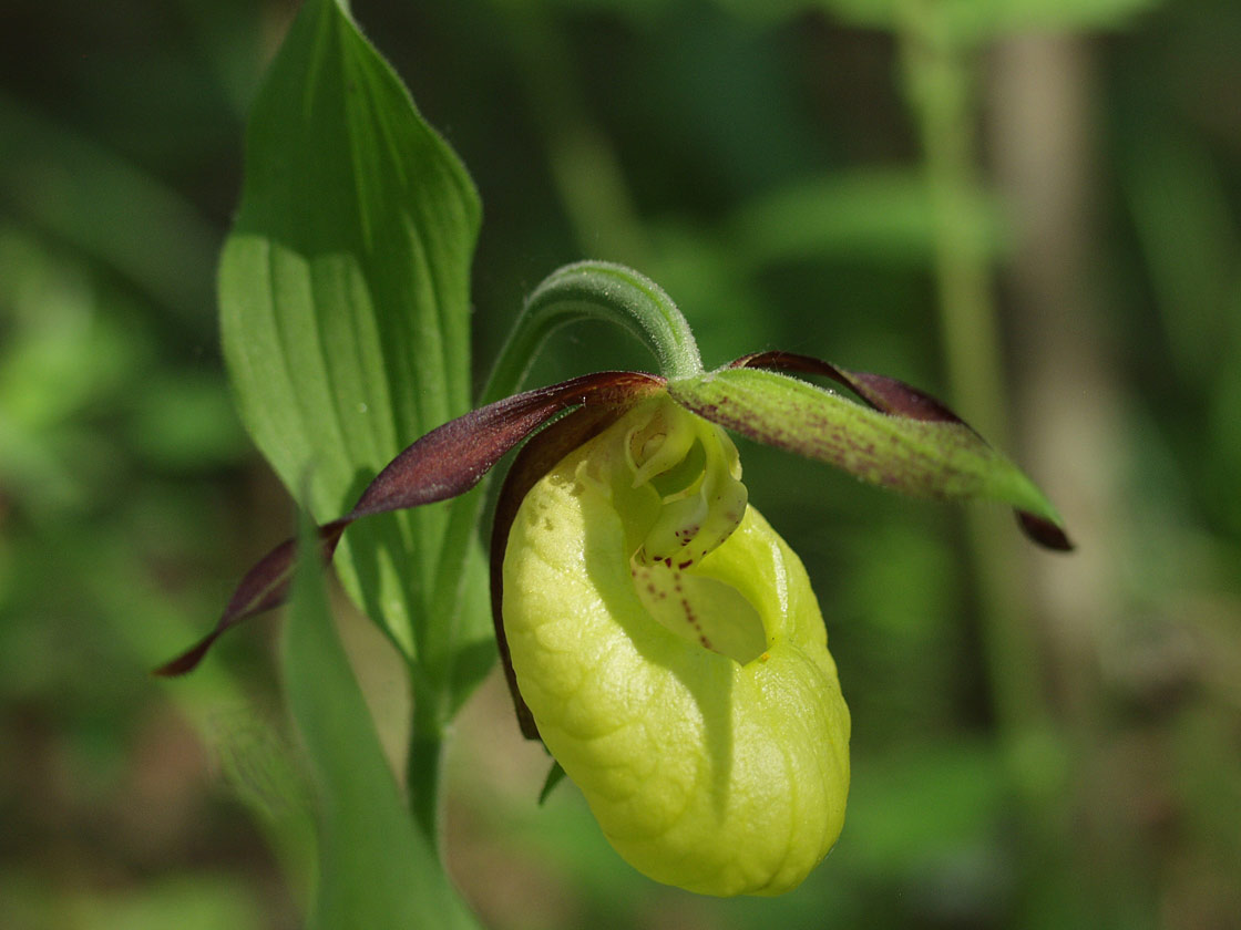 Image of Cypripedium calceolus specimen.