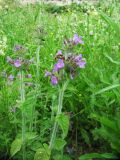 Clinopodium vulgare