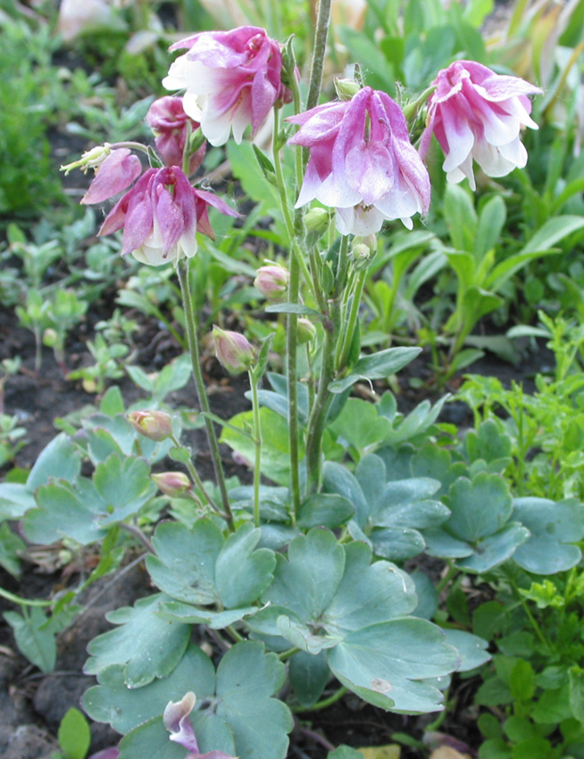 Image of Aquilegia vulgaris specimen.