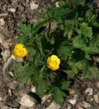 genus Ranunculus