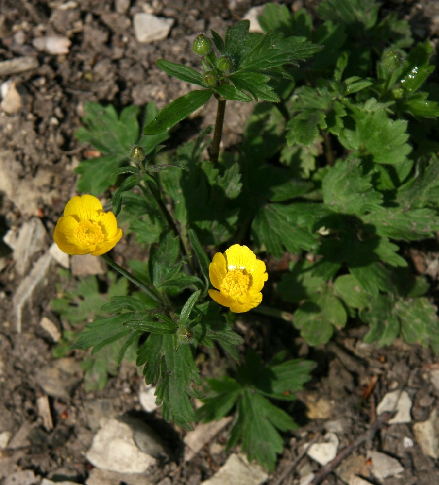 Image of genus Ranunculus specimen.