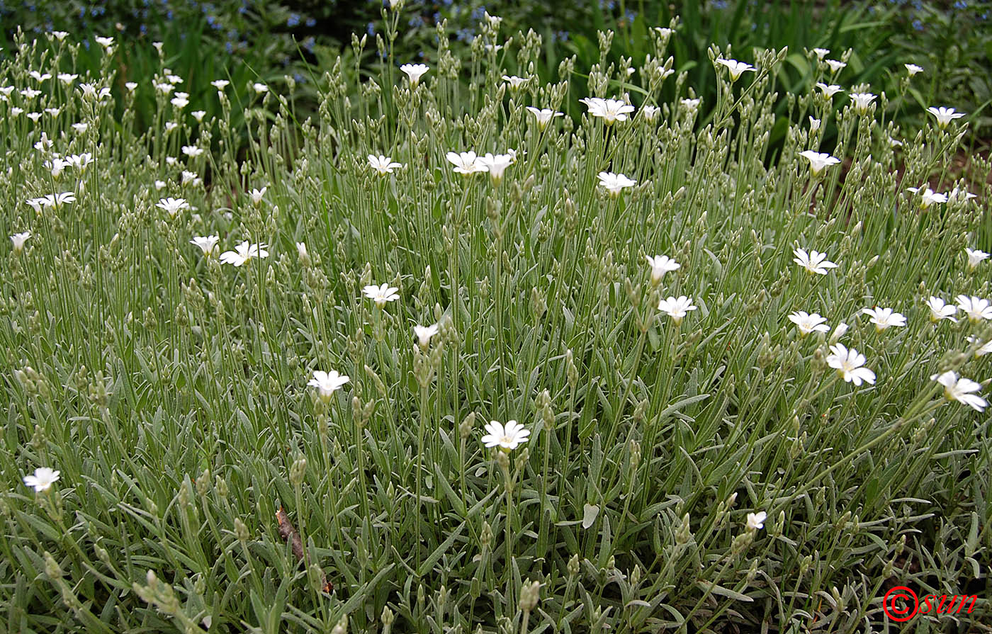 Image of Cerastium argenteum specimen.