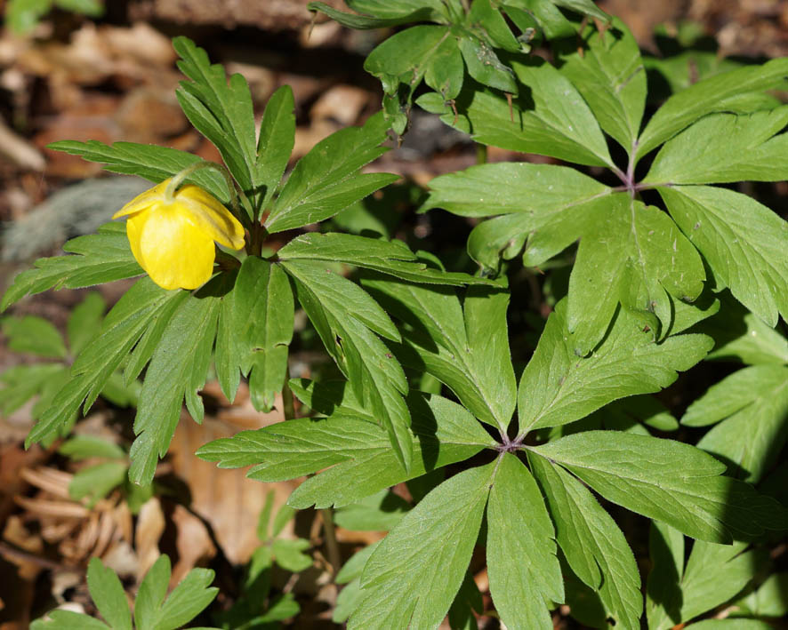 Image of Anemone ranunculoides specimen.