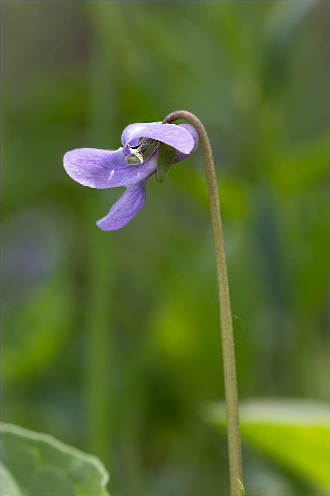 Изображение особи Viola &times; ruprechtiana.