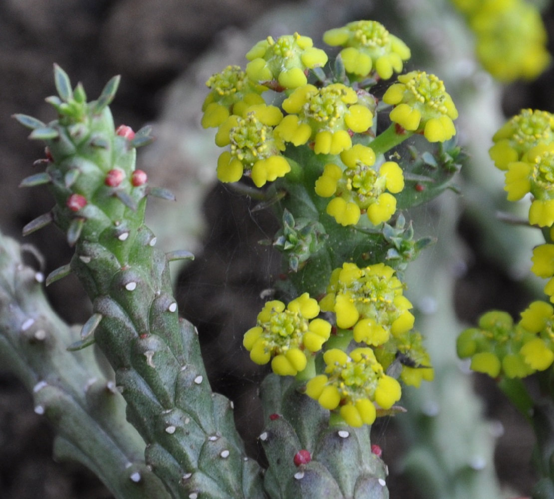 Image of Euphorbia flanaganii specimen.