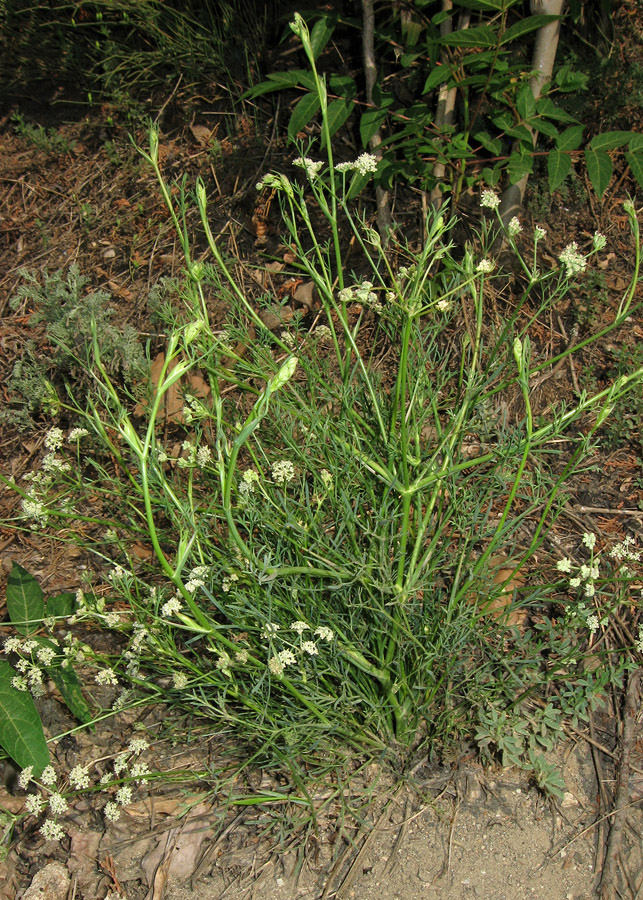 Image of Seseli arenarium specimen.