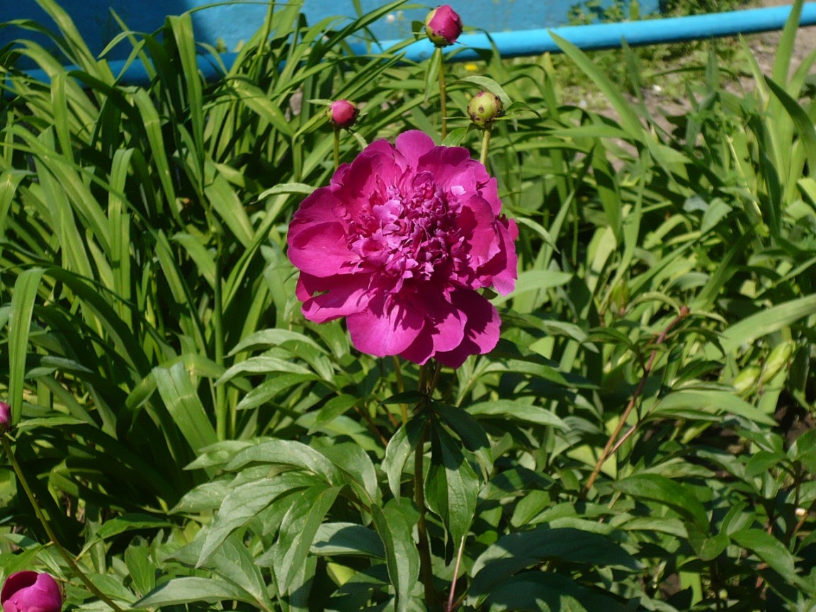 Image of Paeonia lactiflora specimen.