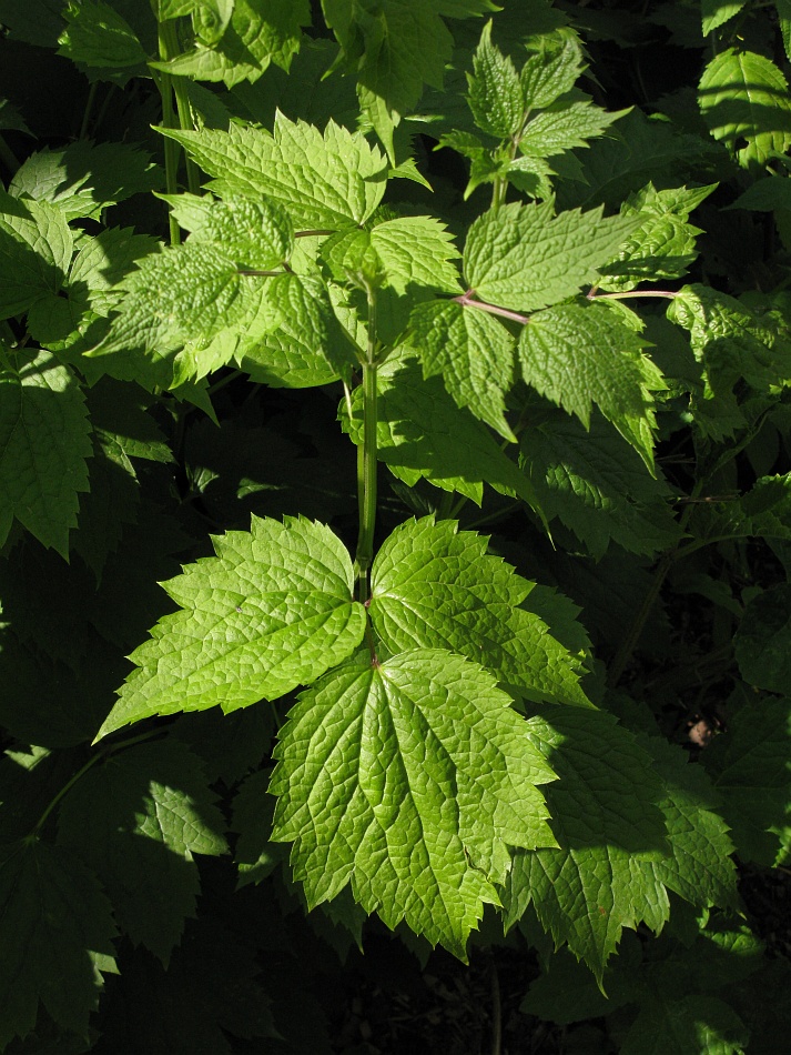 Image of Clematis heracleifolia specimen.