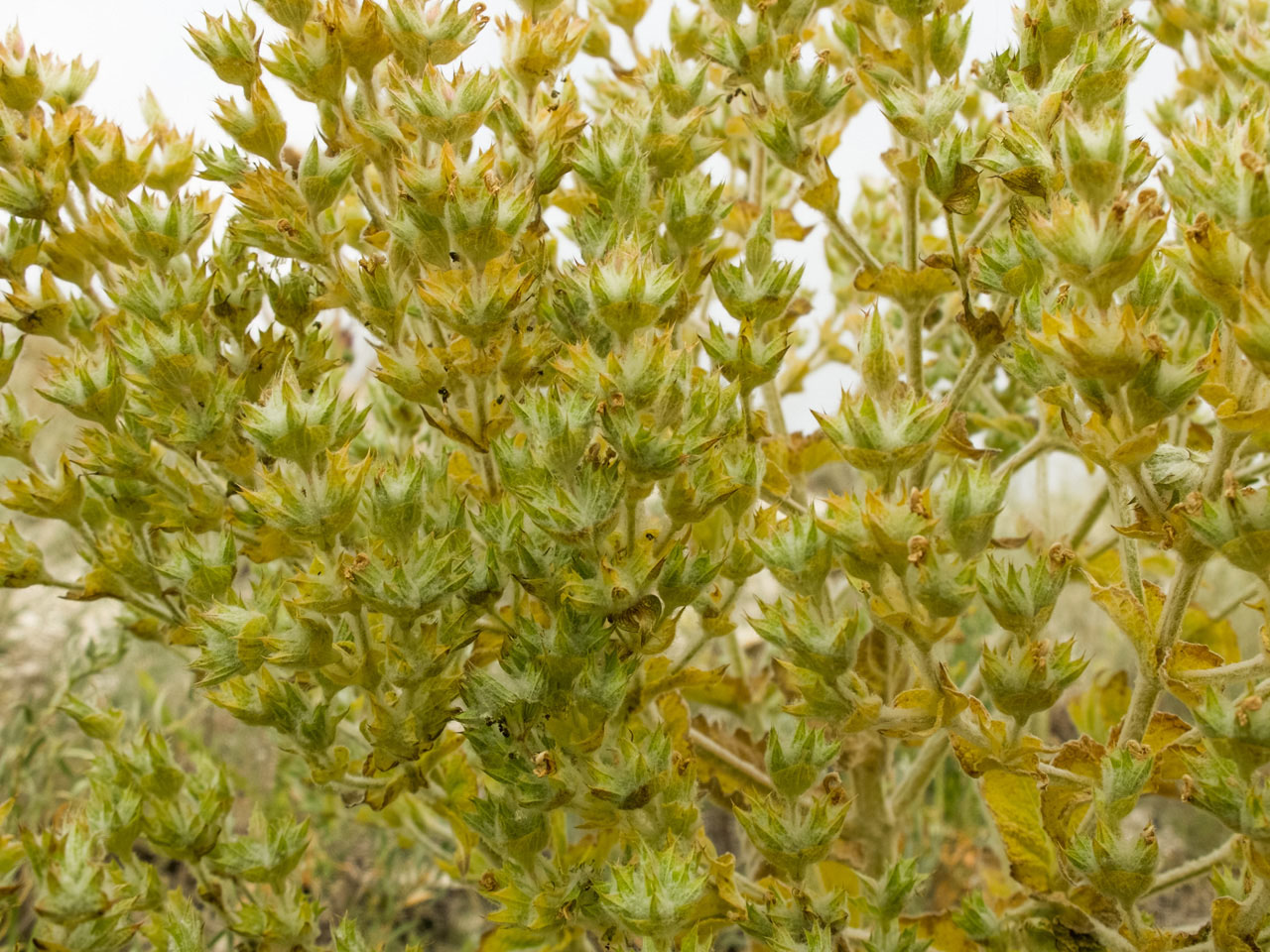 Image of Salvia aethiopis specimen.