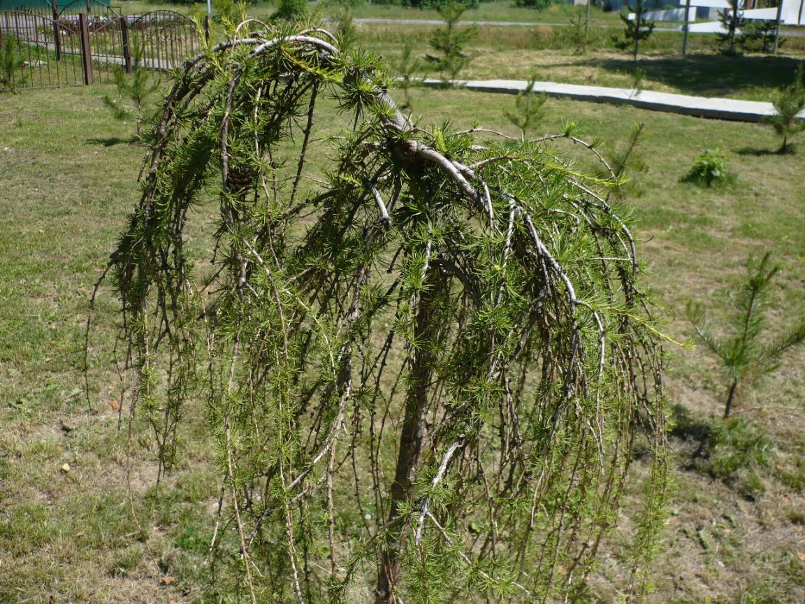 Image of Larix sibirica specimen.