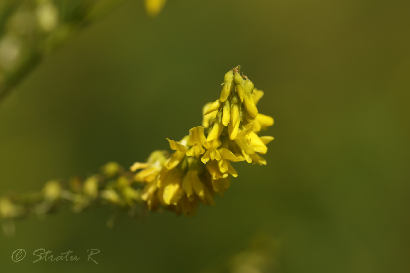 Изображение особи Melilotus officinalis.