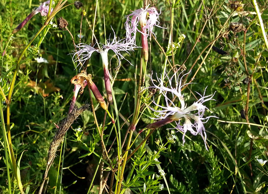 Изображение особи Dianthus superbus.