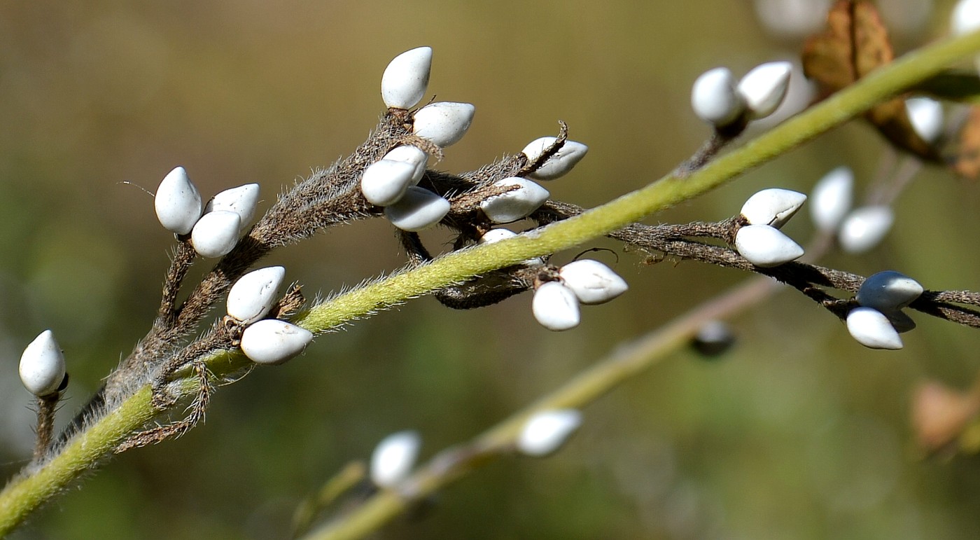 Image of Lithospermum officinale specimen.