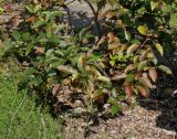 Cephalanthus occidentalis. Нижняя часть плодоносящего растения с листьями, принимающими осеннюю окраску. Германия, г. Дюссельдорф, Ботанический сад университета. 05.09.2014.