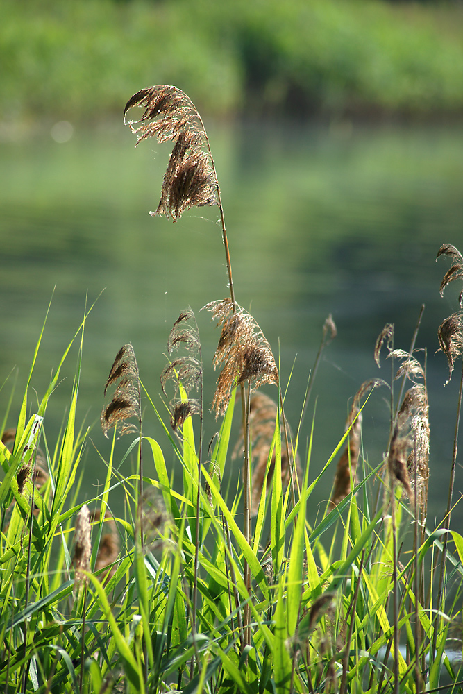 Image of Phragmites australis specimen.