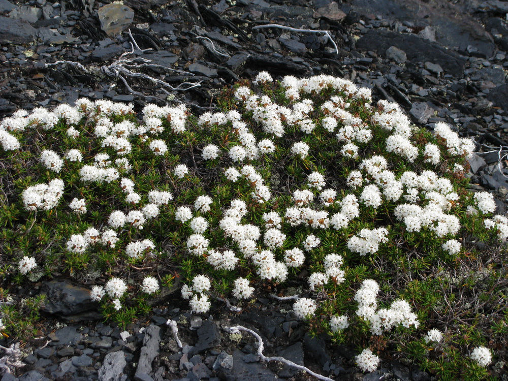 Image of Ledum palustre specimen.