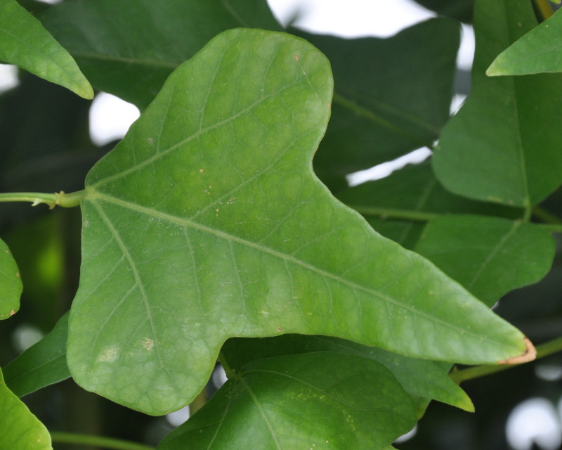 Изображение особи Erythrina humeana.