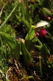 Cypripedium guttatum