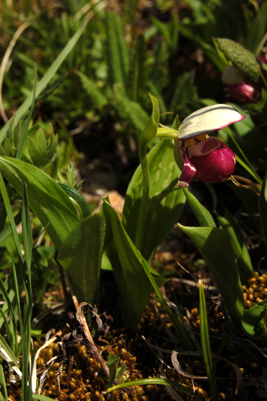 Image of Cypripedium guttatum specimen.