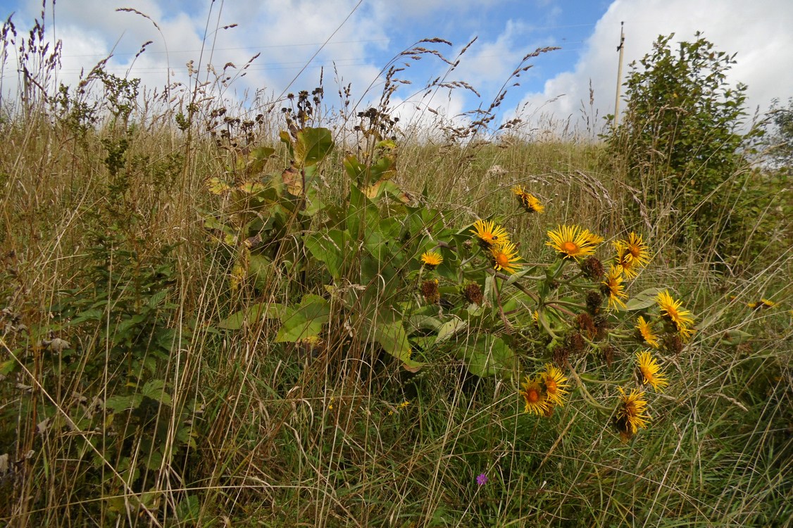 Image of Inula helenium specimen.