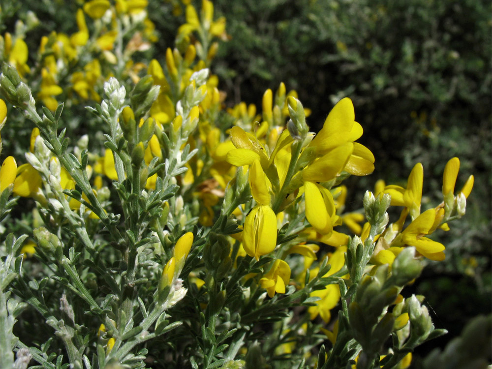 Image of Genista microphylla specimen.