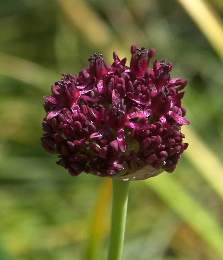 Image of Allium cardiostemon specimen.