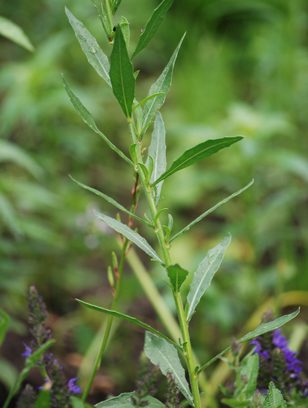 Изображение особи Gaura lindheimeri.