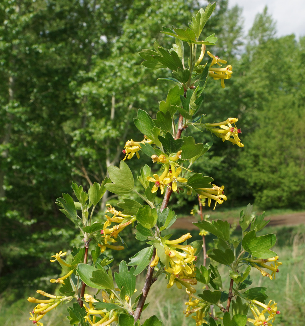 Image of Ribes aureum specimen.