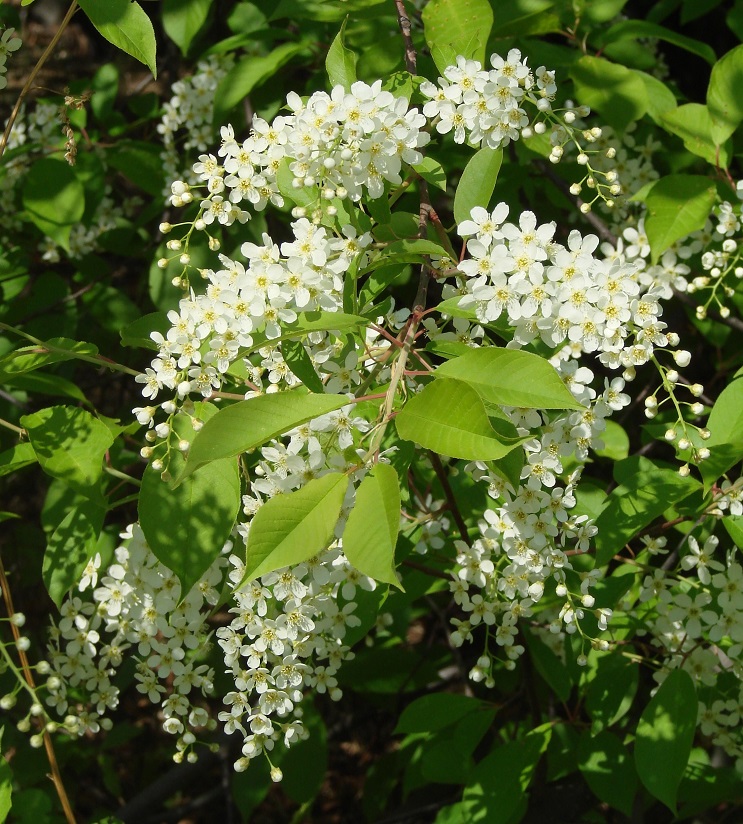 Изображение особи Padus avium ssp. pubescens.