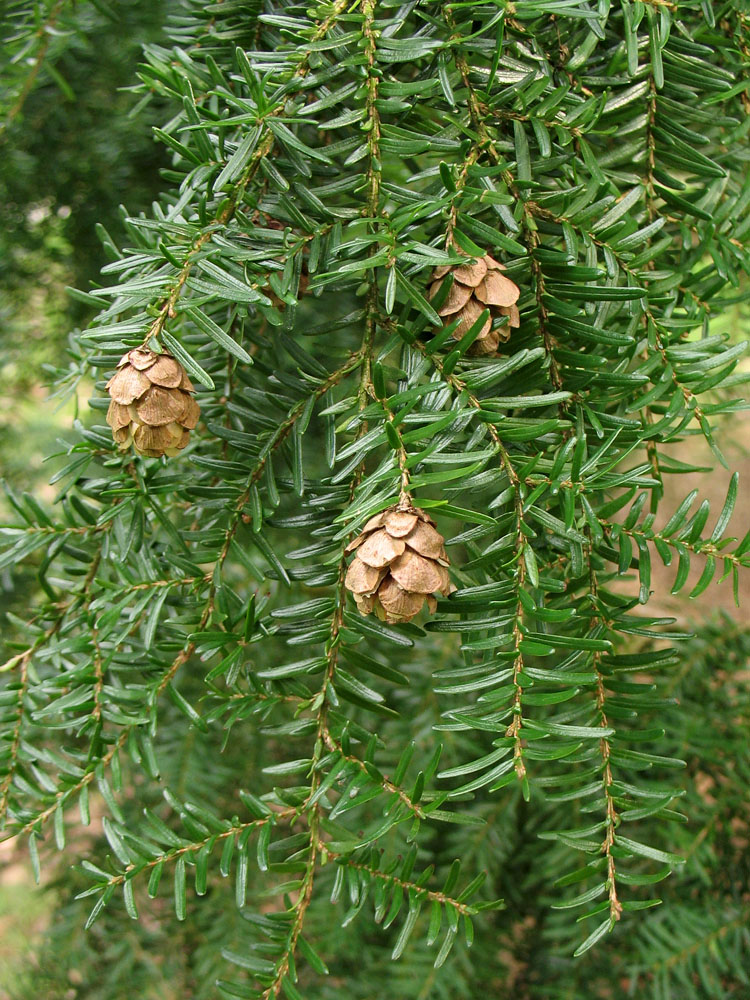 Image of Tsuga heterophylla specimen.